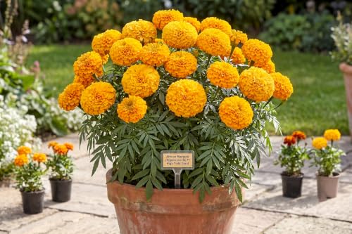Image of Marigold African Hybrid Flower Seeds - 5x More Flowers