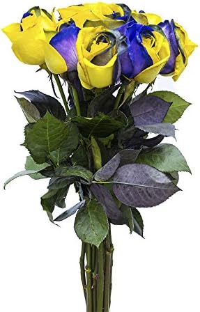 24 Stems - Fresh Cut Yellow & Purple Roses from Flower Explosion