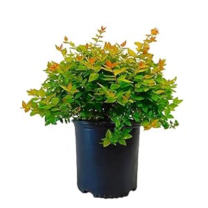 2.25 Gallon Canyon Creek Abelia Shrub
