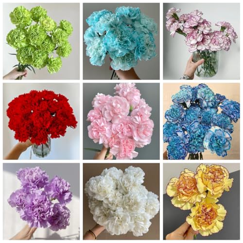 semi di garofano da balcone, luoghi soleggiati di garofano selvatico resistenti, vecchie varietà recisi farfalle da balcone esterno 600pcs