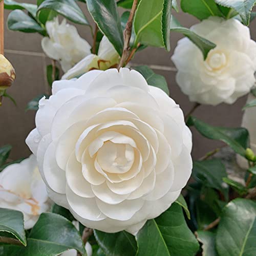White Camellia Flowers Seedlings Camellia Live Plant Bare Root Seedling Sapling For Spring Planting Perennial Plant Root,Home Garden Yard Decor （One Plant, No Pot, Length：10In.） #TOP4
