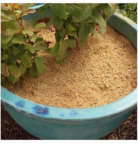 Organic Rice Husk for Plants/Trees/Soil (10 KG)