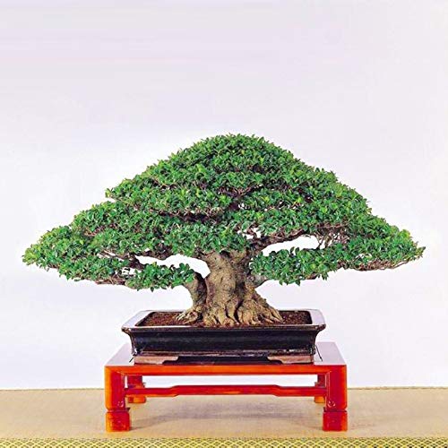Benoon Banyan Seeds, Bonsai Tree Seeds, 50Pcs / Bag Banyan Seeds Fresco Fácil De Plantar Troncos...