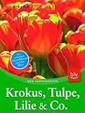 krokus blume safran  Krokus, Tulpe, Lilie & Co.: Die schönsten Zwiebelblumen und ihre Pflege