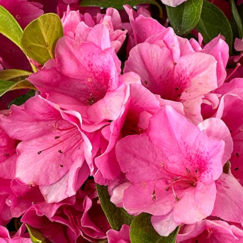 Pink Ruffle Azalea - 3 Gal - Compact Evergreen Flowering Shrub - Bright Pink Ruffled Flowers - Blooms In Spring And Fall - Hardiness Zones 7-10 - Rhododendron Karume 'Pink Ruffle' - 3 Gallon Pot #TOP2