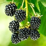 KVITER 300 Black Raspberry Seeds (Rubus Occidentalis) – Organic Raspberries Heirloom Seeds, Perennial Bush – Perfect Fruit Seeds for Planting in Any Outdoor Garden