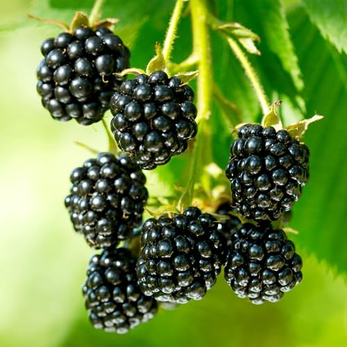 KVITER 300 Black Raspberry Seeds (Rubus Occidentalis) – Organic Raspberries Heirloom Seeds, Perennial Bush – Perfect Fruit Seeds for Planting in Any Outdoor Garden