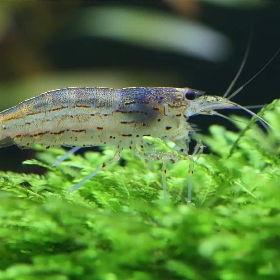 CU AQUATICS Amano Live Shrimp Algae Eater Tropical Fresh Water Live Cherry Shrimps Fish
