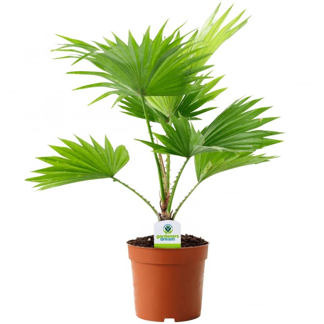 1 X LIVINGSTONIA ROTUNDIFOLIA Table Palm Healthy Indoor House Plant Shrub in Pot