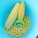 Corn Zipper Good Grips Corn Stripper Knife Peeler 6