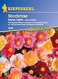 bauernrosen pflanzen  Stockrose Happy Lights