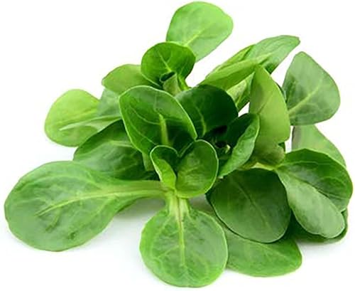 Lechuga Mache - Deliciosa Verte de Cambrai - 3000 semillas de variedad de hojas pequeñas y mejor para pasar el invierno en el frío noreste. Ensalada