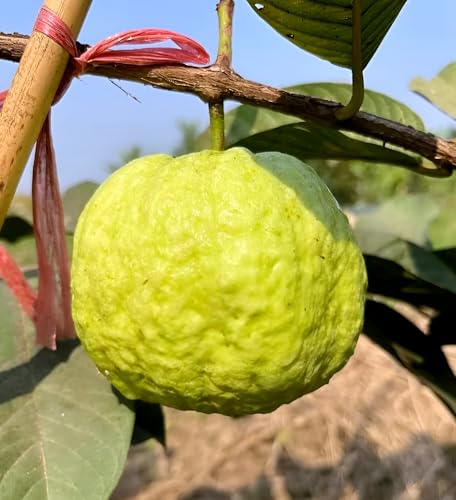 Image of Hidden Enterprise 1K Guava Live Fruit Plant Heavy Fruiting Guava Variety | Height 1.5-2 Feet | Without Pot | Ideal for Home Garden Balcony Terrace Outdoor Growing with Healthy Roots