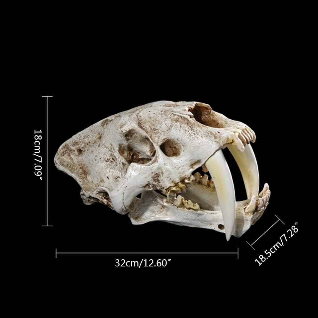 1: 1 Saber-Toothed Tiger Resin Skull for Head Model Home Decor Hallow Aid Teaching Dog Canine Aid Lumbar Vertebrae Coccyx Model Anatomy Display Study Veterinary Research