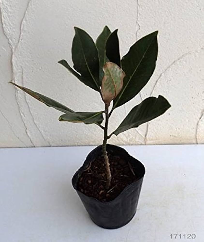 Amazon.co.jp: タイサンボク:リトルジェム 3.5号ポット[ガーデニング Amazon.co.jp: タイサンボク:リトルジェム 3.5号ポット[ガーデニング