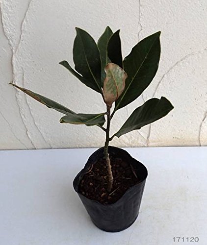 Amazon.co.jp: タイサンボク：リトルジェム 3.5号ポット[ガーデニング