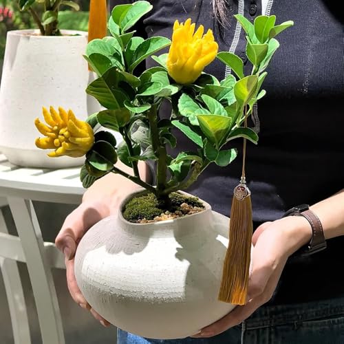 Semillas de limón de la mano de Buda - Planta de cítricos exóticos - Semillas de bergamota - Plantas de balcón, plantas en macetas resistentes. árboles jardín resistente semillas de 100pcs