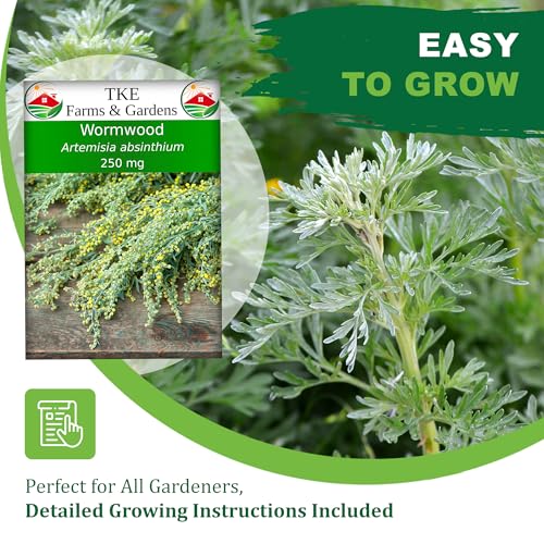 TKE Farms & Gardens - Wormwood Seeds for Planting, 1000+ Heirloom Non-GMO Seeds, Aromatic Perennial Herb with Silvery Foliage, Hardy and Drought-Tolerant, Beautiful Low-Maintenance Garden Plant - Image 2