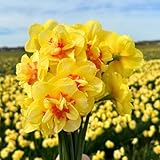 Flowerbulbs Amsterdam