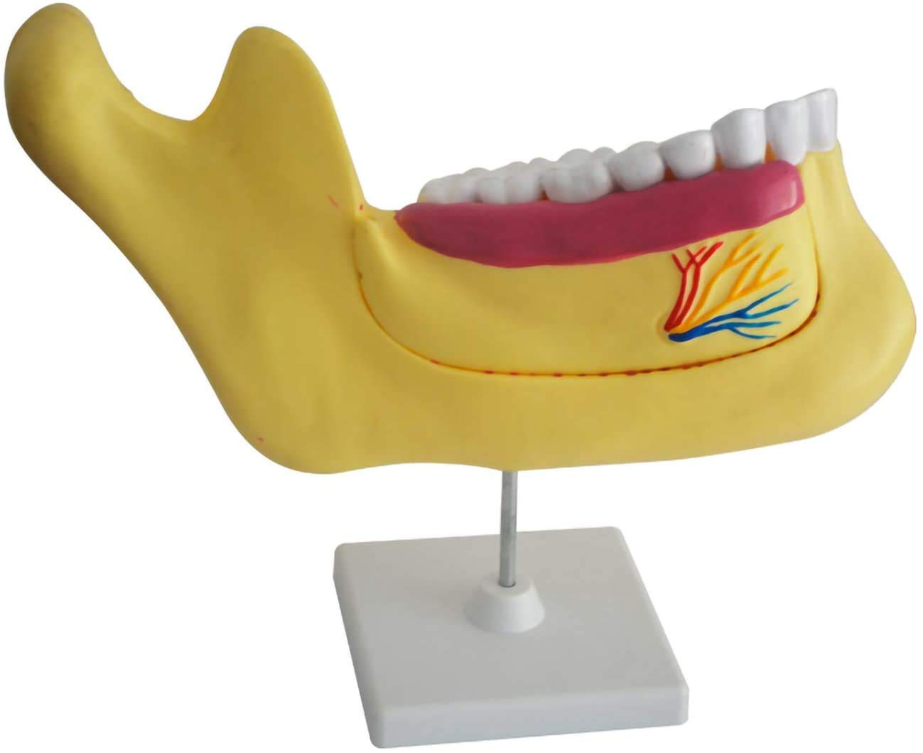Sjdopulse A Teeth Teaching Model - Dentition Nd Molar Planing Model - Dental Teeth Study Teaching Model - Pvc Material Teeth Natomical Model - For Study Teaching Display (A)