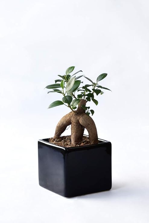 Amazon Co Jp ミニ陶器ポット 選べる樹種 ポット ガジュマル 多幸の木 スクエアポット シャイニーブラック ミニ 観葉植物 インテリア グリーン Diy 工具 ガーデン
