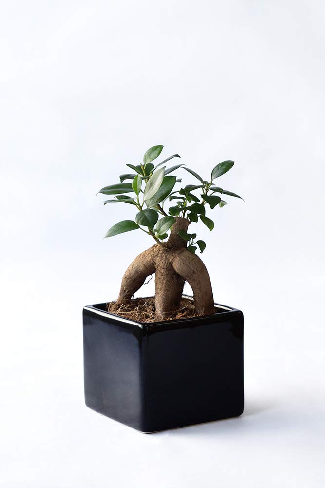 Amazon｜観葉植物 本物 ガジュマル（多幸の木） スクエアポット