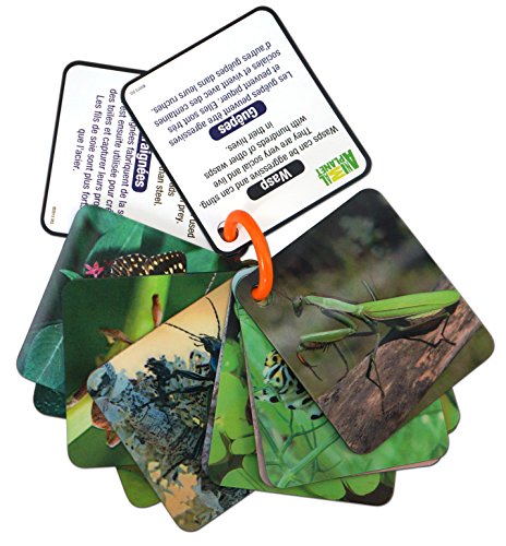 Animal Planet 3D Flash Cards - Bugs