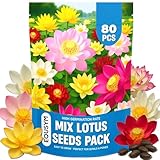80Pcs Lotus Seeds for Planting – Bonsai Bowl Lotus Flower Seeds, Mixed Non-GMO Easy Grow Loto de Cuenco Semillas for Pond, Fish Tank & Home Garden