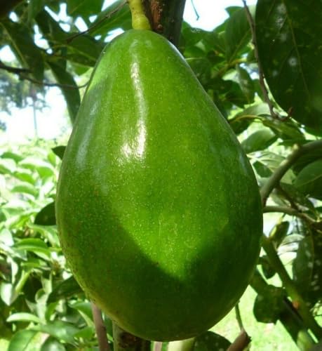 Avocado Semil 34 Live Fruit Tree 12'-24'