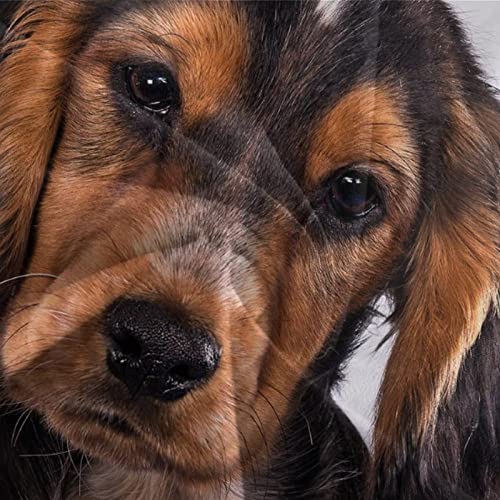 Housse de Couette Cocker Spaniel Anti-Plis Parure de Lit Double 3D - 7