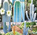 MySeeds.Co Brand, Pilosocereus Blue Rare Cactus Mix - Assorted Cactus Seeds, You Choose The Quantity (20 Seed)