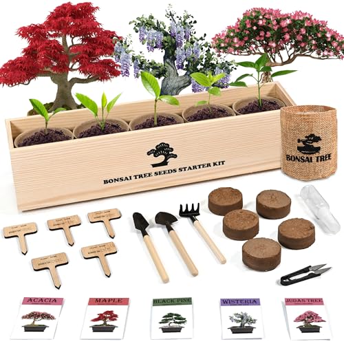 Best Red Maple Bonsai Seed Kit