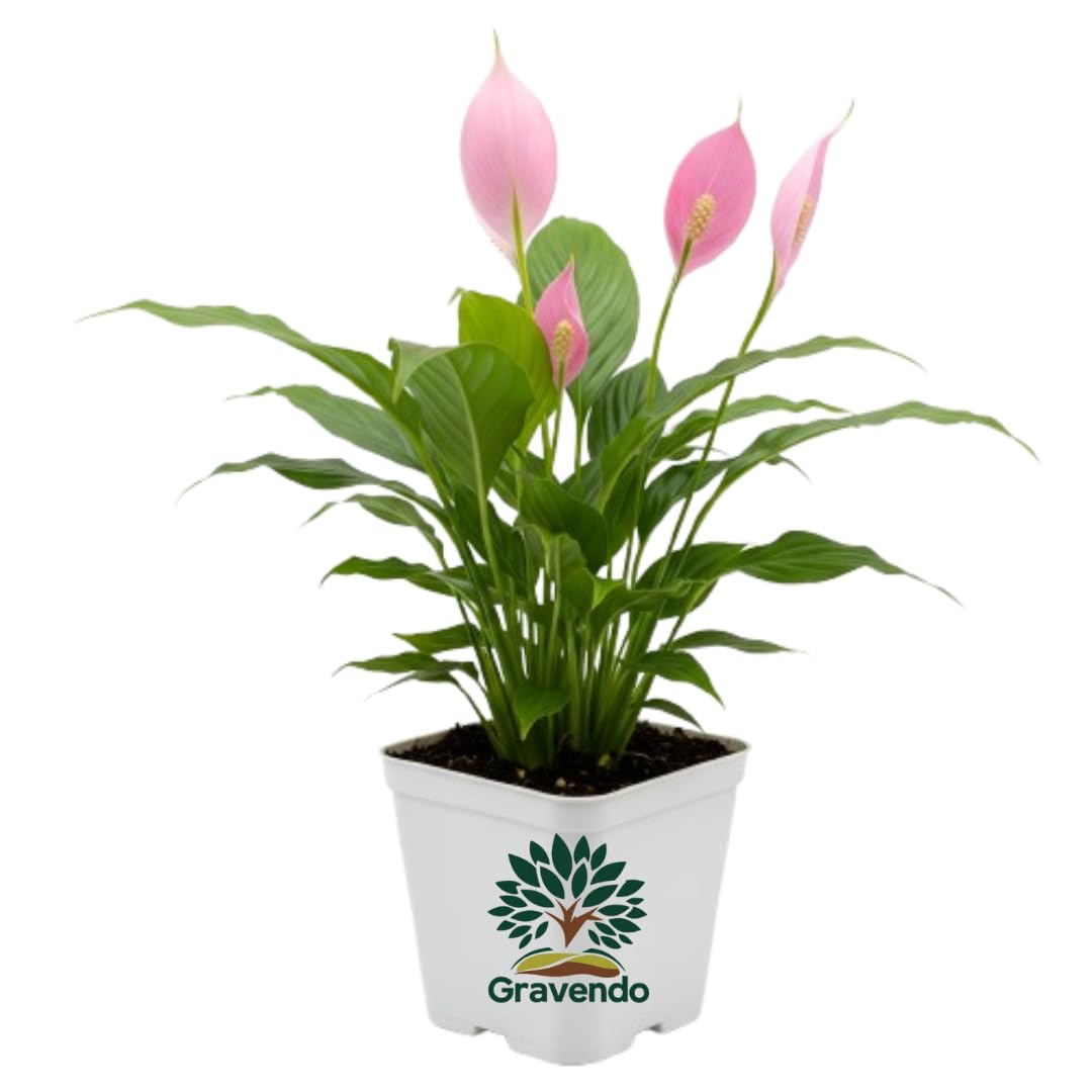 Gravendo Peace Lily Live Plant | Healthy Live Plants | Indoo -4 Gravendo Peace Lily Live Plant | Healthy Live Plants | Indoo -4