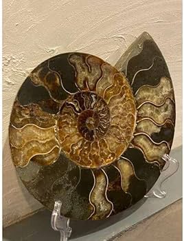 国産化石 ２５０４１５－２ 国産化石 250415－2 アンモナイト、化石の通販・販売｜厳選した