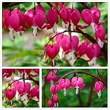 20 Seeds Mixed Bleeding Heart Seeds Dicentra Spectabilis Shade