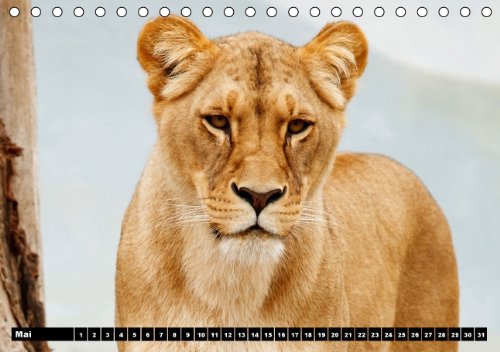 Löwen (Tischkalender immerwährend DIN A5 quer): Der Löwe wird als König der Tiere bezeichnet (Tischkalender, 14 Seiten) (CALVENDO Tiere) [Kalender] [Jan 13, 2014] Stanzer, Elisabeth