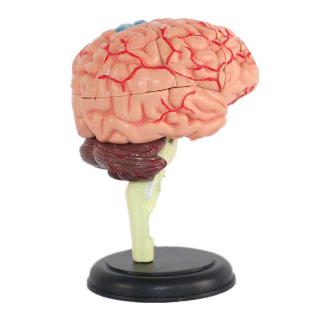 Disassembled Human Brain Model Structural Anatomy Medical Teaching Learning Tool 4D Human Brain Model Medical Teaching Tool Toy Tools