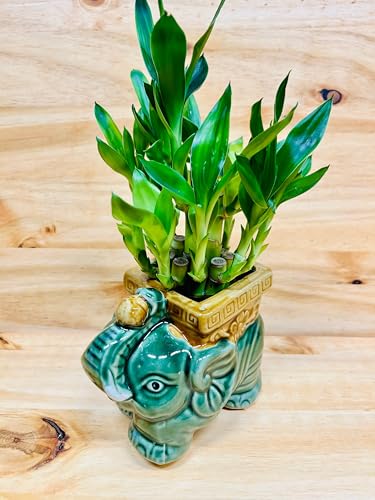 Generic Live Lucky Bamboo Two Tier Plant In Elephant Ceramic Vase thumb #5