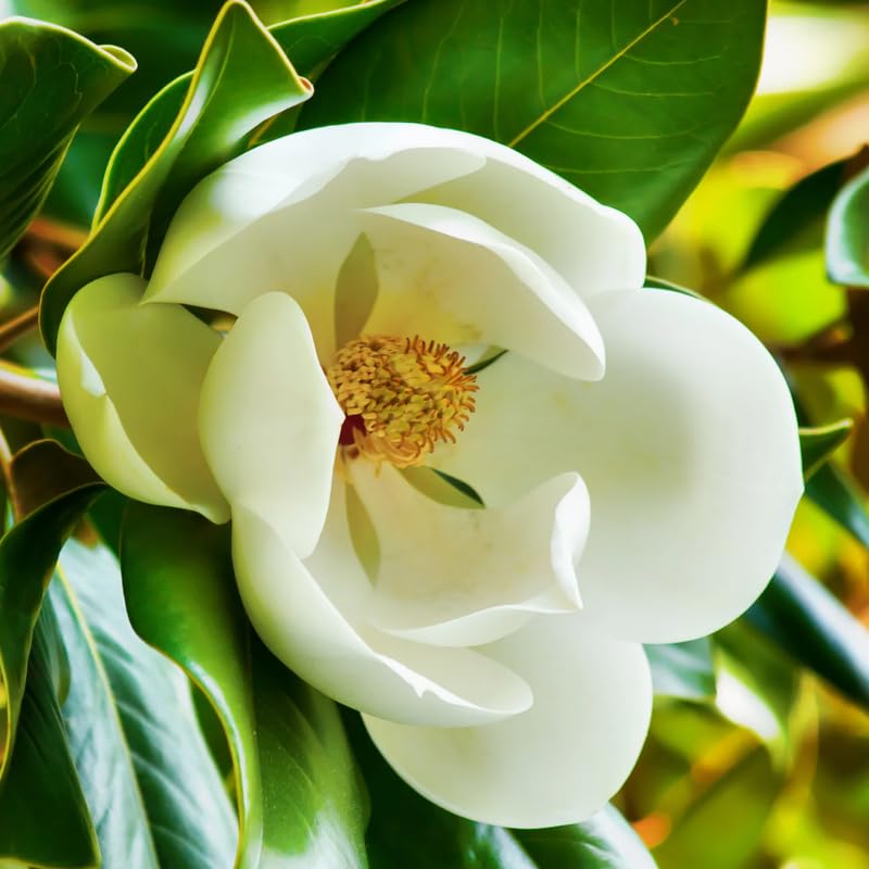 Southern Magnolia Plant Live 6 to 12 Inches Tall, No Pot, White Magnolia Tree Live Plant, Fragrant Magnolia Flowers