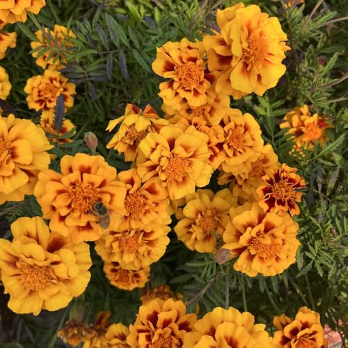 Semi di tagete biologici, Tagete patula, selvatici, da giardino resistenti 400pcs