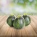 Prademir – runde Zucchini Samen  Ort mit günstig Kaufen-Prademir – runde Zucchini Samen