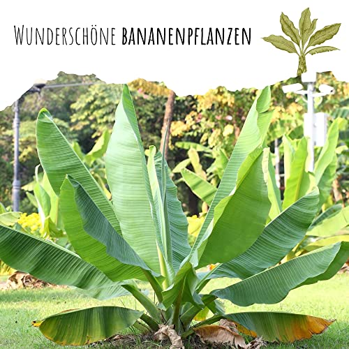 Große Essbanane Samen (Musa x paradisiaca) - Exotische Banane ideal geeignet als Kübelpflanze Indoor und Outdoor
