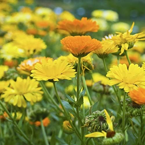 Calendula Seeds for Planting UK 'Fiesta Gitana Mixed' RHS AGM English Marigold Pot Marigold Hardy Annual Easy to Grow Your Own Outdoor Garden Flower Plants (Approx. 160 Seeds) by Thompson and Morgan
