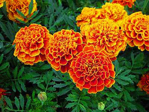 Semi frais - Souci - 300 semi - Tagetes - Safari Scarlet - Brodo profondo con bordi gialli