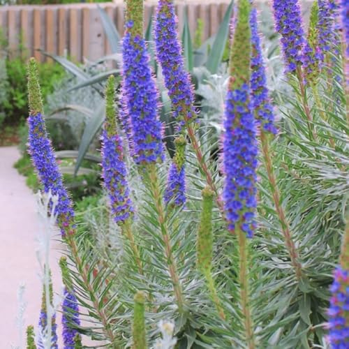 semi di buglossa vipera comune resistenti per il giardino viperina to perenni da balcone perenni resistenti, ombra 300pcs