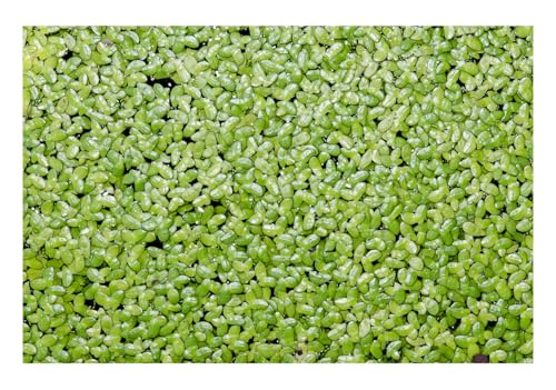 1000+ Live Duckweed Plants Lemna Minor Floating Aquarium & Pond Plant