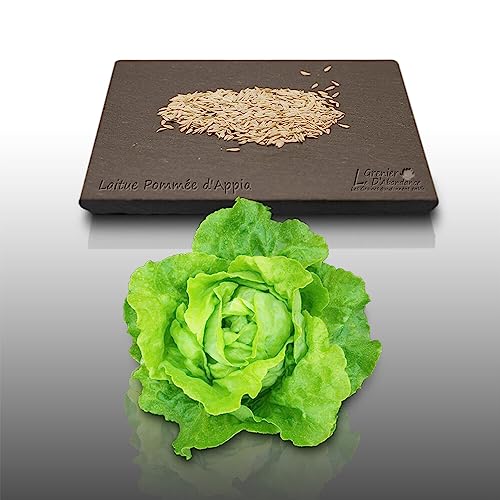 500 graines à semer - Le grenier d'Abondance - LAITUE Pommée Appia - Lactuca sativa
