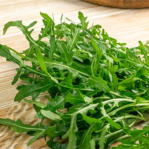 Wild Arugula Seed (800 Seeds) #TOP7