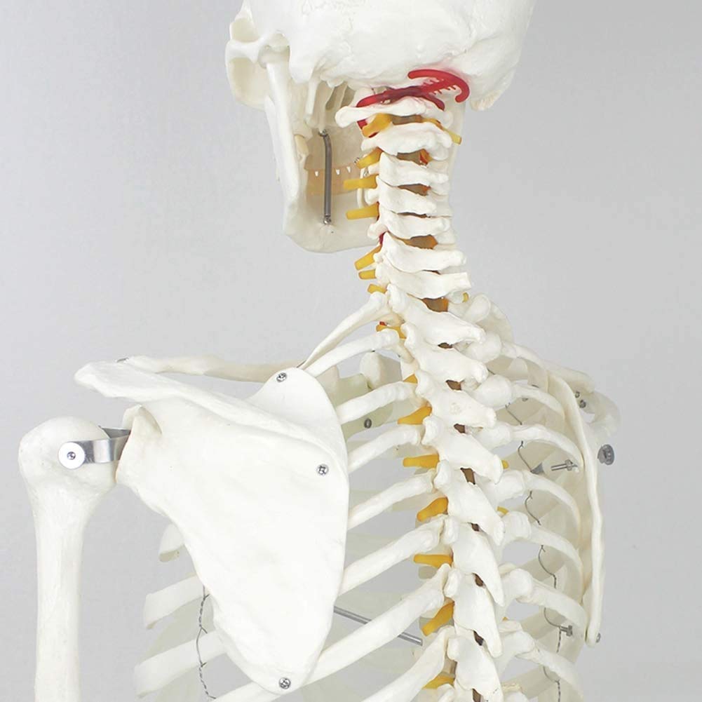 Pliable Humain Modèle du Corps de la Colonne vertébrale Anatomie Amovible Squelettiques Squelette médical Peinture Props Structure du Squelette d'art