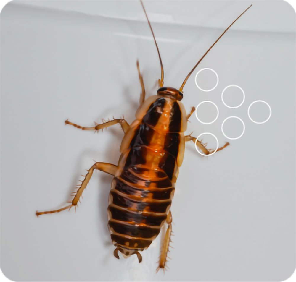 SMASH Spray Insetticida Anti Scarafaggi per Casa - Adatto per Ambienti con Animali Domestici - 2x500ml - Anti Blatte Disinfestazione - Non Macchia. Senza Permetrina. Istruzioni incluse